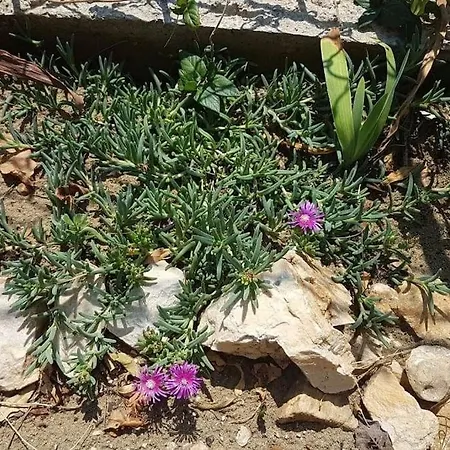 Апартаменты Kristic - Saplunara, Mljet *