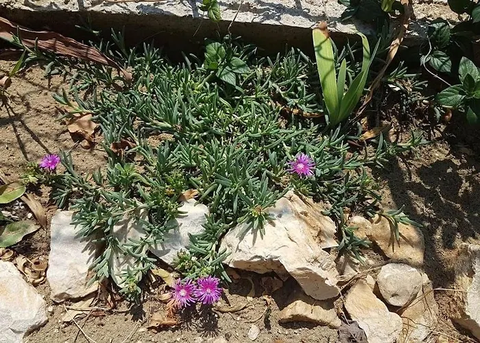 Apartment Kristic - Saplunara, Mljet *